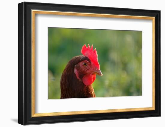 Rooster, 2012,-Anthony Butera-Framed Photographic Print