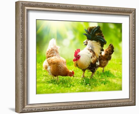 Rooster and Chickens. Free Range Cock and Hens-Subbotina Anna-Framed Photographic Print