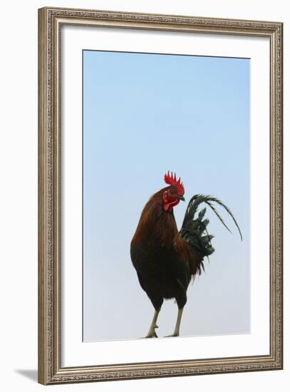 Rooster, Banaue, Ifugao Province, Philippines-Keren Su-Framed Photographic Print