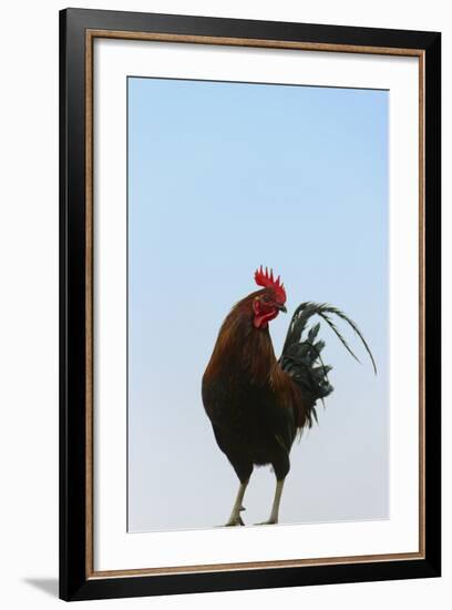 Rooster, Banaue, Ifugao Province, Philippines-Keren Su-Framed Photographic Print