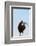 Rooster, Banaue, Ifugao Province, Philippines-Keren Su-Framed Photographic Print