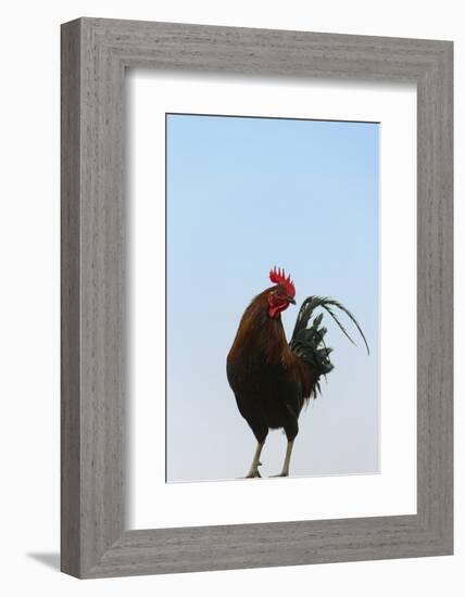 Rooster, Banaue, Ifugao Province, Philippines-Keren Su-Framed Photographic Print