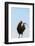 Rooster, Banaue, Ifugao Province, Philippines-Keren Su-Framed Photographic Print