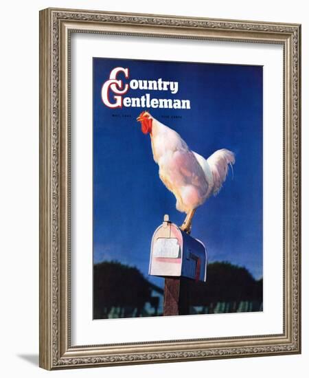 "Rooster on Mailbox," Country Gentleman Cover, May 1, 1941-null-Framed Giclee Print