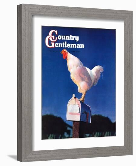 "Rooster on Mailbox," Country Gentleman Cover, May 1, 1941-null-Framed Giclee Print