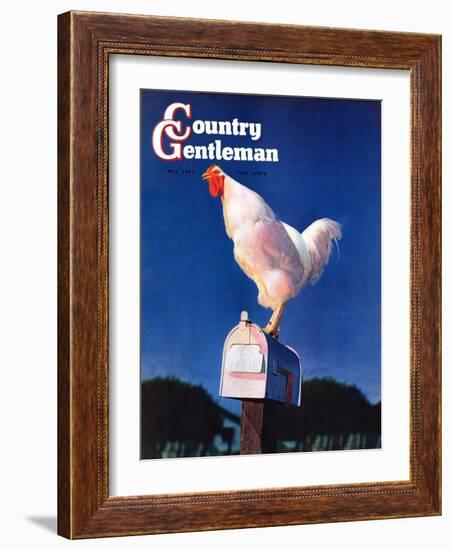 "Rooster on Mailbox," Country Gentleman Cover, May 1, 1941-null-Framed Giclee Print