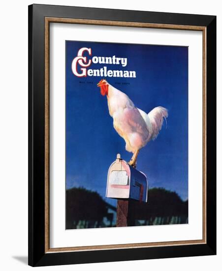 "Rooster on Mailbox," Country Gentleman Cover, May 1, 1941-null-Framed Giclee Print