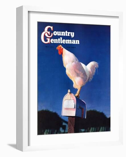 "Rooster on Mailbox," Country Gentleman Cover, May 1, 1941-null-Framed Giclee Print