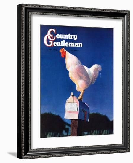 "Rooster on Mailbox," Country Gentleman Cover, May 1, 1941-null-Framed Giclee Print