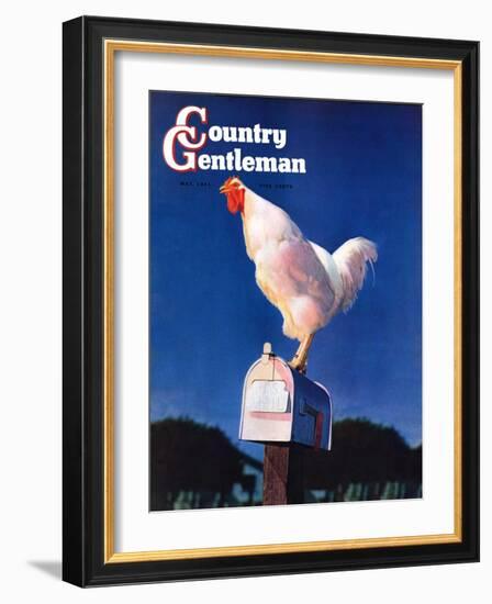 "Rooster on Mailbox," Country Gentleman Cover, May 1, 1941-null-Framed Giclee Print