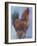 Rooster Red-Marnie Bourque-Framed Giclee Print