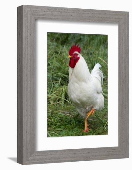 Rooster, Zhangye, Gansu Province, China-Keren Su-Framed Photographic Print