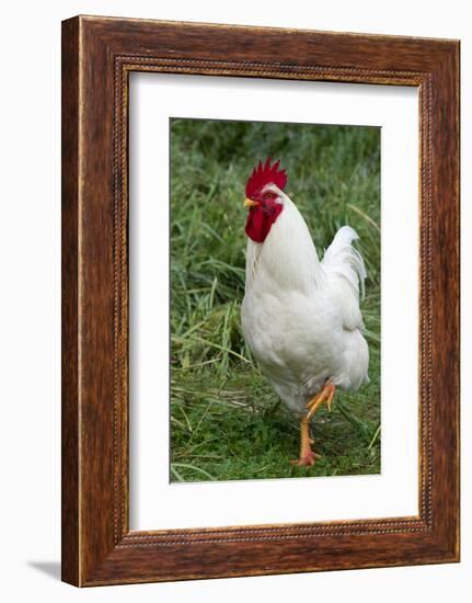 Rooster, Zhangye, Gansu Province, China-Keren Su-Framed Photographic Print