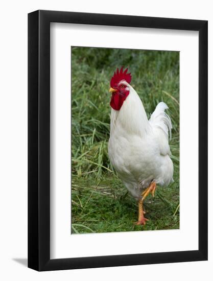 Rooster, Zhangye, Gansu Province, China-Keren Su-Framed Photographic Print