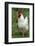 Rooster, Zhangye, Gansu Province, China-Keren Su-Framed Photographic Print