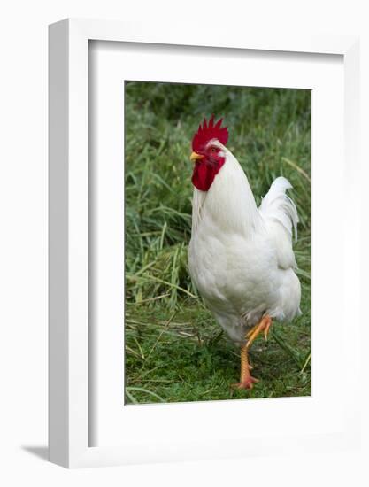 Rooster, Zhangye, Gansu Province, China-Keren Su-Framed Photographic Print