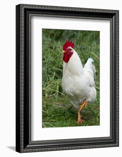 Rooster, Zhangye, Gansu Province, China-Keren Su-Framed Photographic Print