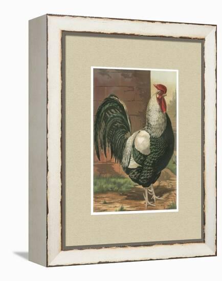 Roosters with Mat IV-Cassel-Framed Stretched Canvas