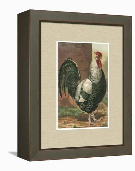 Roosters with Mat IV-Cassel-Framed Stretched Canvas