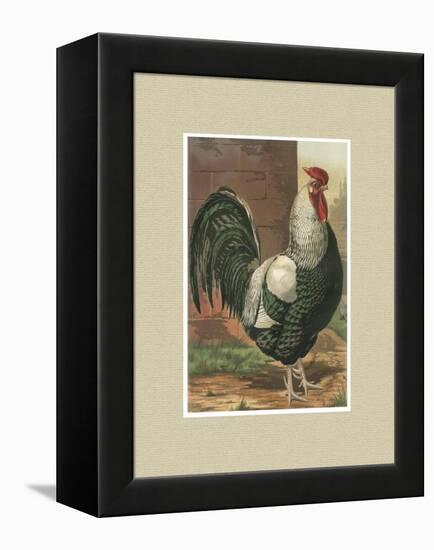 Roosters with Mat IV-Cassel-Framed Stretched Canvas