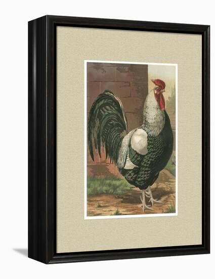 Roosters with Mat IV-Cassel-Framed Stretched Canvas