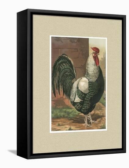 Roosters with Mat IV-Cassel-Framed Stretched Canvas