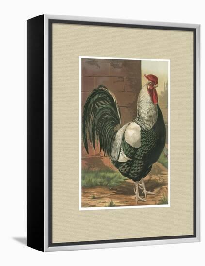 Roosters with Mat IV-Cassel-Framed Stretched Canvas