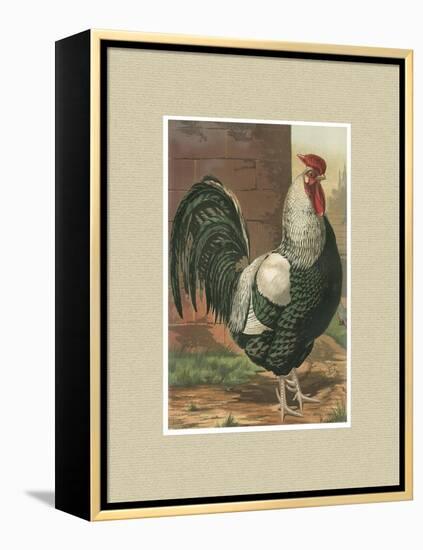 Roosters with Mat IV-Cassel-Framed Stretched Canvas