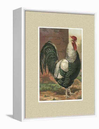 Roosters with Mat IV-Cassel-Framed Stretched Canvas