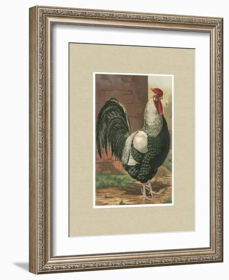 Roosters with Mat IV-Cassel-Framed Art Print