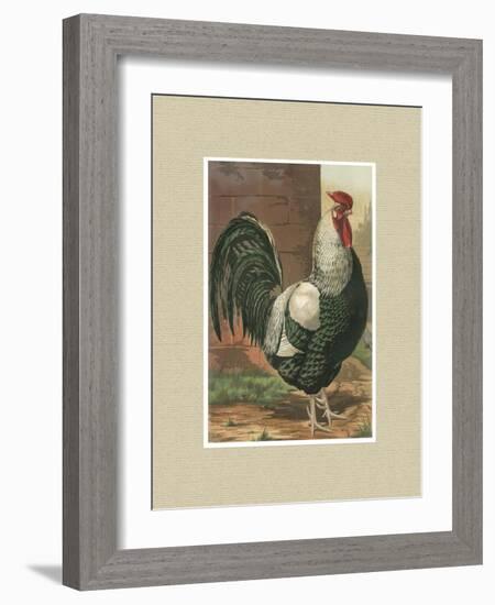 Roosters with Mat IV-Cassel-Framed Art Print