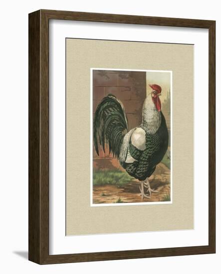 Roosters with Mat IV-Cassel-Framed Art Print
