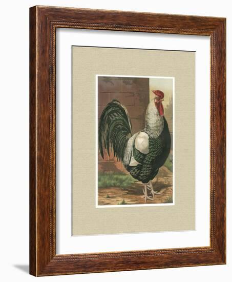 Roosters with Mat IV-Cassel-Framed Art Print