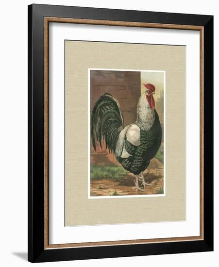 Roosters with Mat IV-Cassel-Framed Art Print