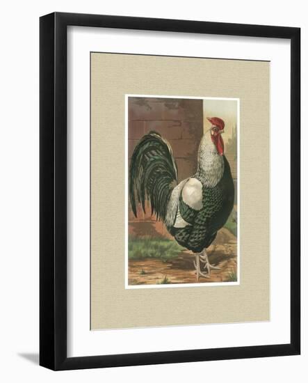 Roosters with Mat IV-Cassel-Framed Art Print