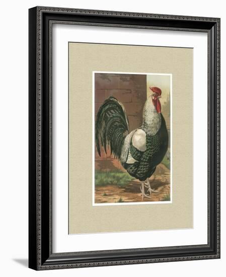 Roosters with Mat IV-Cassel-Framed Art Print