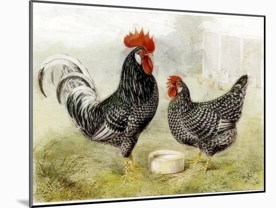 Roosters-null-Mounted Giclee Print