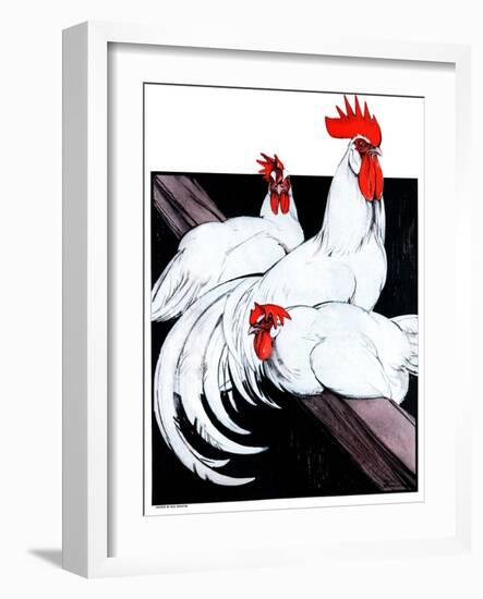 "Roosting Rooster and Hens,"December 8, 1923-Paul Bransom-Framed Giclee Print