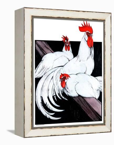 "Roosting Rooster and Hens,"December 8, 1923-Paul Bransom-Framed Premier Image Canvas