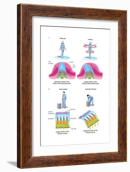 Root Canal Therapy. Dentistry, Endodontics, Teeth, Tooth Damage, Oral Health, Health and Disease-Encyclopaedia Britannica-Framed Art Print