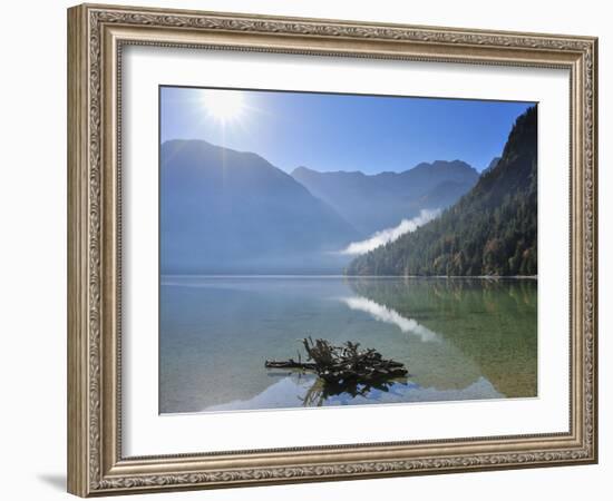 Root in lake with morning sun. Lake Plansee, Tyrol, Austria-Raimund Linke-Framed Photographic Print