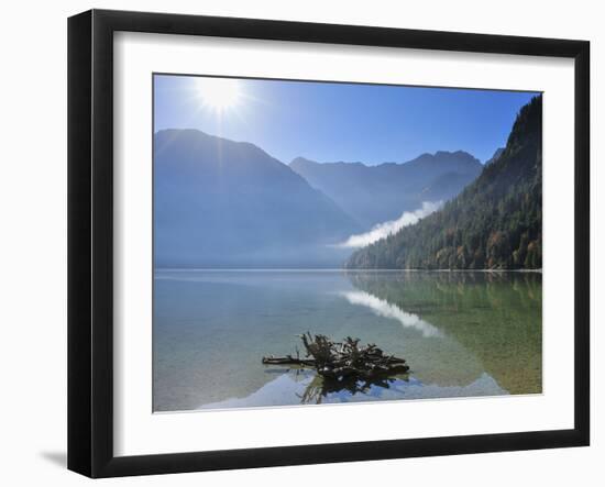 Root in lake with morning sun. Lake Plansee, Tyrol, Austria-Raimund Linke-Framed Photographic Print