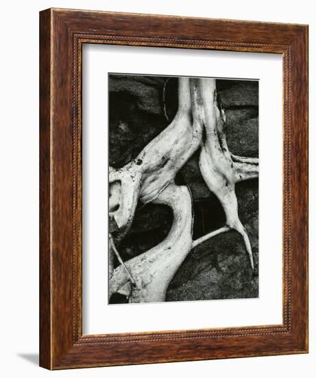 Roots, Baja, California, 1966-Brett Weston-Framed Photographic Print