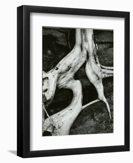 Roots, Baja, California, 1966-Brett Weston-Framed Photographic Print