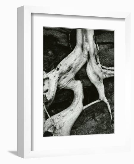 Roots, Baja, California, 1966-Brett Weston-Framed Photographic Print