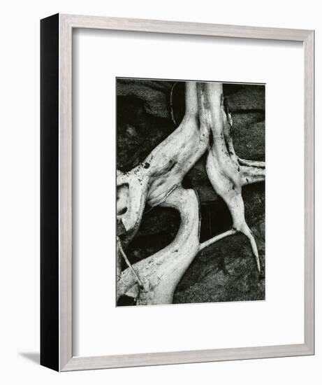 Roots, Baja, California, 1966-Brett Weston-Framed Photographic Print