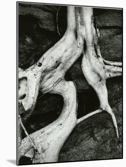 Roots, Baja, California, 1966-Brett Weston-Mounted Photographic Print