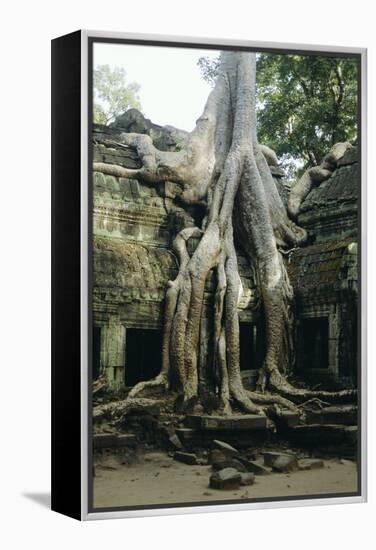 Roots of a Kapok Tree-Diccon Alexander-Framed Premier Image Canvas