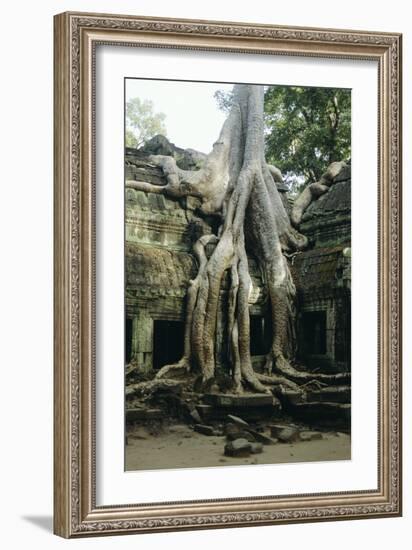 Roots of a Kapok Tree-Diccon Alexander-Framed Photographic Print