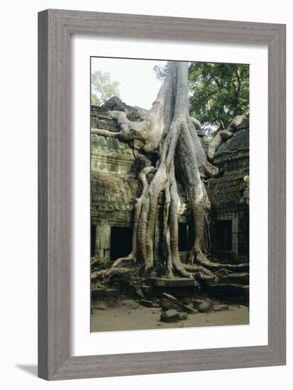 Roots of a Kapok Tree-Diccon Alexander-Framed Photographic Print